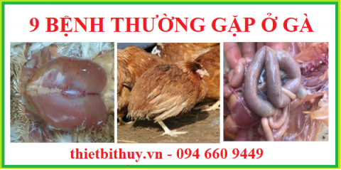 9 BỆNH THƯỜNG GẶP Ở GÀ