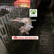 Giá thiến heo 