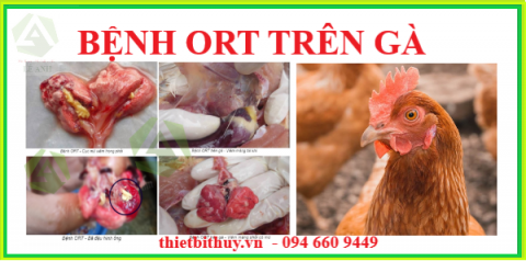 BỆNH ORT TRÊN GÀ - GIẢI PHÁP PHÒNG TRỊ
