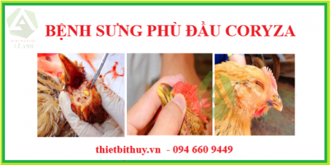BỆNH SƯNG PHÙ ĐẦU GÀ (CORYZA)