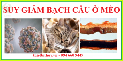 SUY GIẢM BẠCH CẦU Ở MÈO