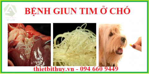 Bệnh giun tim ở chó - Nguyên nhân, triệu chứng và cách điều trị.
