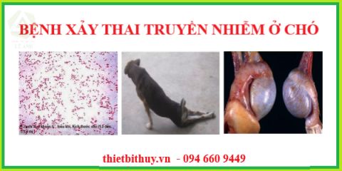 BỆNH XẢY THAI TRUYỀN NHIỄM Ở CHÓ