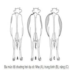 BỆNH CHƯỚNG HƠI DẠ CỎ TRÊN TRÂU/ BÒ