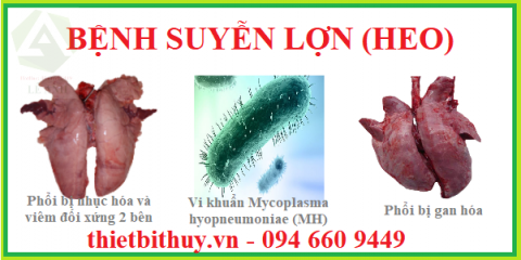 Bệnh suyễn lợn (heo) - Nguyên nhân, triệu chứng và cách ngăn chặn