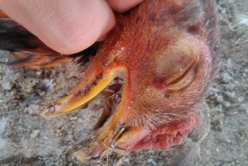 Bệnh coryza - bệnh sổ mũi truyền nhiễm