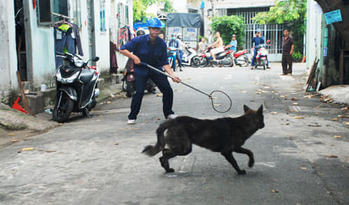Thanh khóp mõm chó - thietbithuy.vn