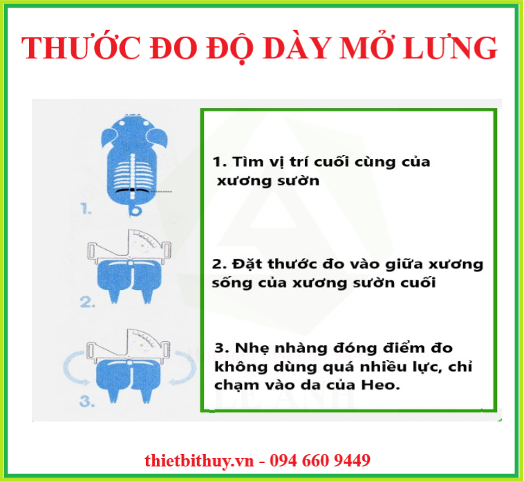 CÁCH ĐO MỠ LƯNG HEO BẰNG THƯỚC - GIẤY LỌC TINH HEO - THIETBITHUY.VN