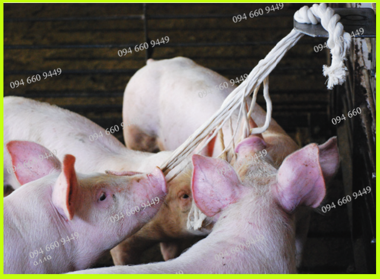 Dụng cụ lấy mẫu ở heo - Dây nhai lấy mẫu nước bọt ở heo