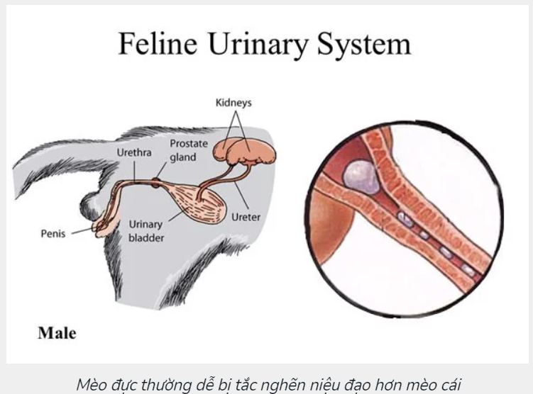 Bệnh tiết niệu dưới ở mèo